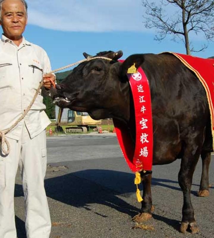 Discover the World of Wagyu Cows